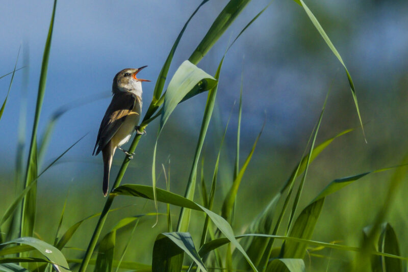 Rousserolle turdoïde chantant